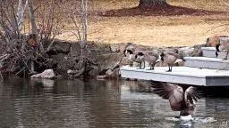 Geile reife Blondine im roten Bikini-Höschen steht verführerisch vor dem jungen Schüler am See.